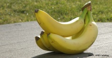 จริงหรอ? กินกล้วยมากกว่า 6 ลูกต่อวัน ถึงขั้นตายได้!