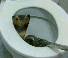 ใช้ได้ผล!! ทำแบบนี้ในห้องน้ำ สกัด งูโผล่ จากคอห่าน- ชักโครก!
