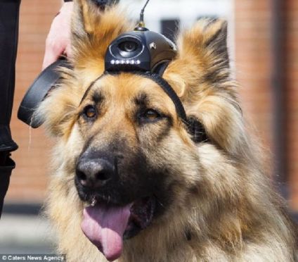 อังกฤษเจ๋ง ติดกล้องไฮเทคบนหัวสุนัขตำรวจ ช่วยโปลิศรู้ตัวคนร้ายหลบซ่อน
