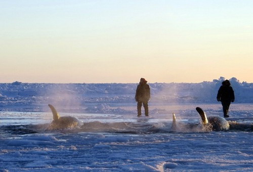 วาฬ11ตัวติดในอ่าวที่เป็นน้ำแข็ง