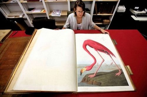 Birds of America หนังสือนกแพงที่สุดในโลก