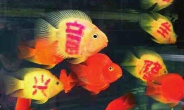 สักอักษรเฮงๆ บนตัวปลา เทรนด์(สุดโหด)ใหม่ในเมืองจีน