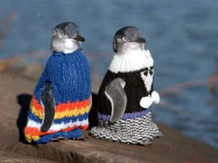 มูลนิธิช่วยเหลือเพนกวินออสเตรเลีย ไอเดียเริ่ดถักเสื้อให้เพนกวินใส่ 