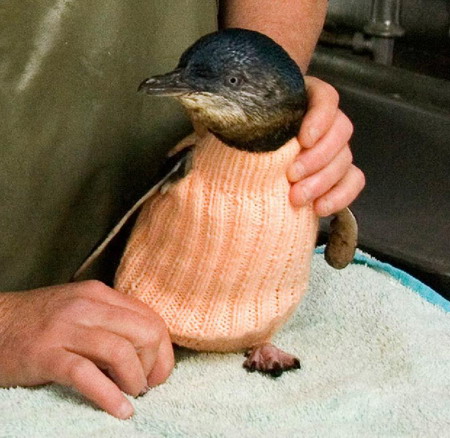 มูลนิธิช่วยเหลือเพนกวินออสเตรเลีย ไอเดียเริ่ดถักเสื้อให้เพนกวินใส่ 