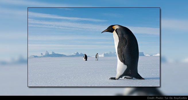 เมื่อ 37 ล้านปีก่อน เพนกวิน สูงกว่า มนุษย์!?