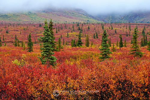 วิวสวยๆ จาก Alaska 