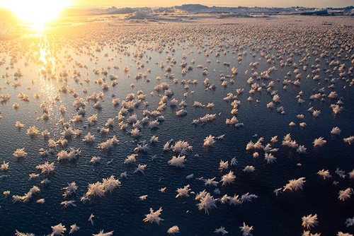 #6 Frost Flowers In The Arctic Ocean