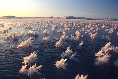 #6 Frost Flowers In The Arctic Ocean