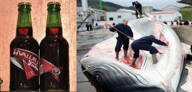 เงิบ! ไอซ์แลนด์ปรุงเบียร์ ด้วยอัณฑะวาฬ !!