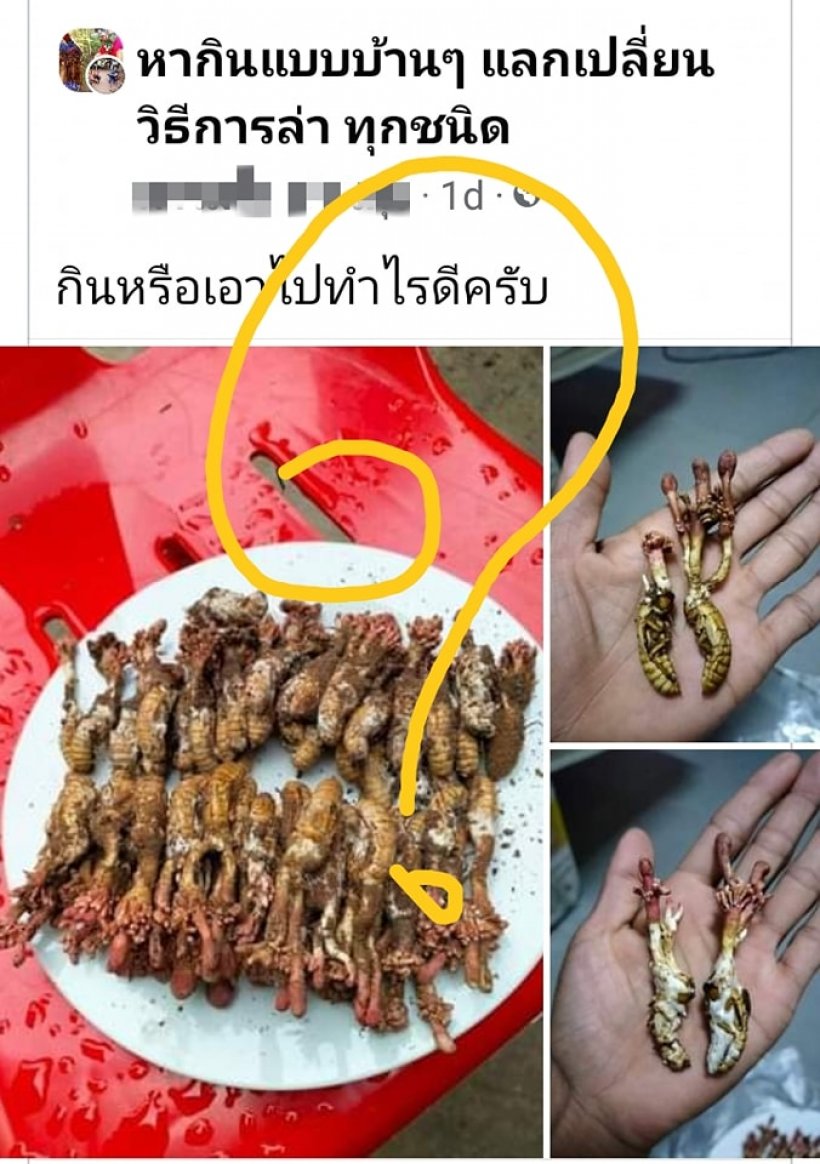 อ.เจษฎ์ เปิดภาพ-ข้อมูลเตือนว่านชนิดนี้ อันตรายห้ามกินเด็ดขาด!!