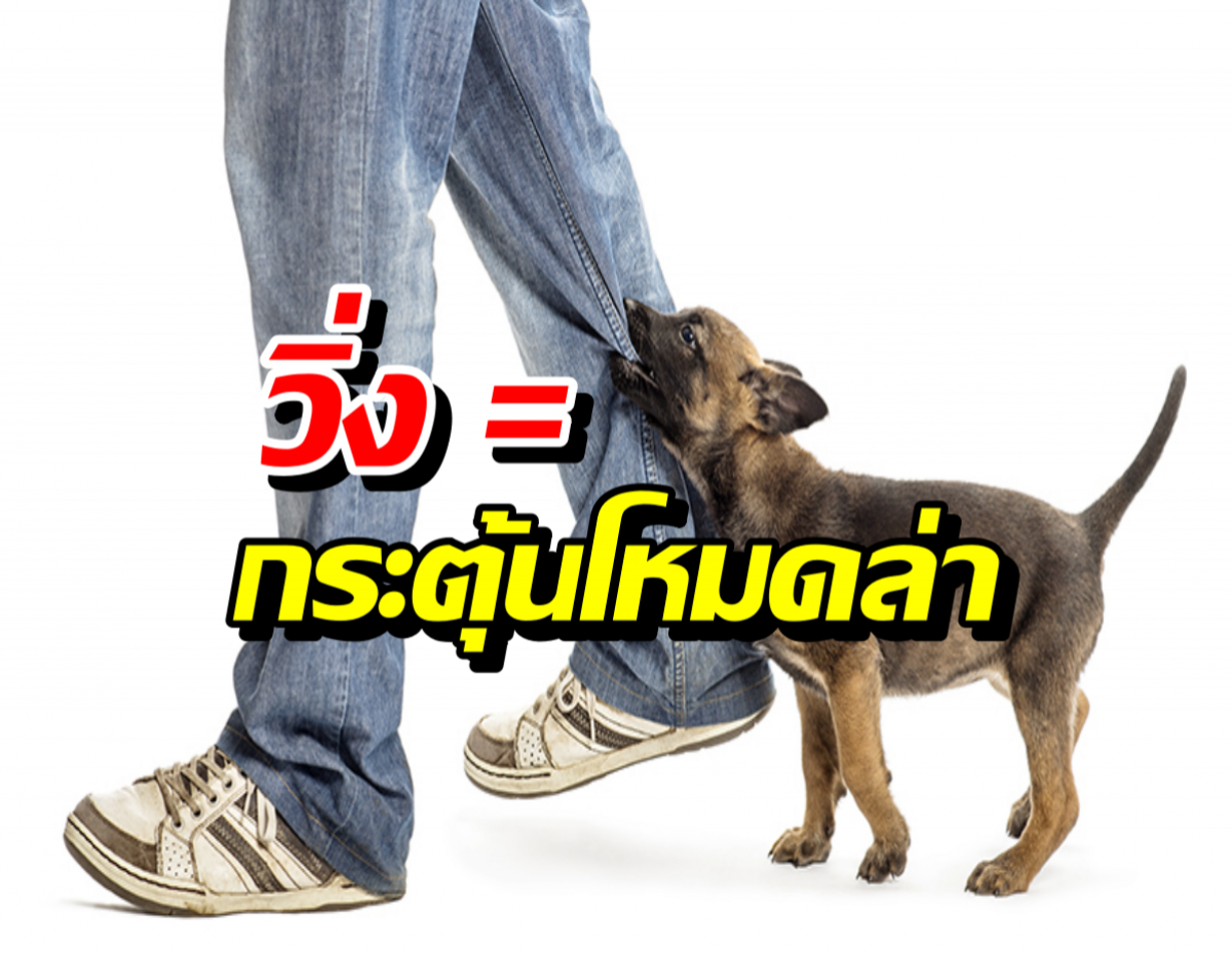 วิธีรอดเมื่อถูกสุนัขจรล้อม สิ่งที่คนส่วนใหญ่ทำผิดมาตลอดชีวิต