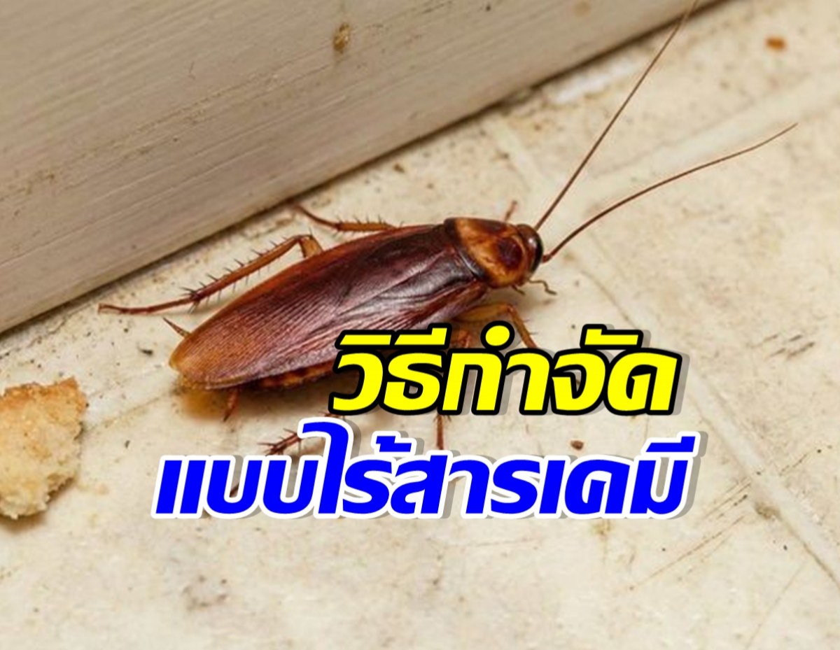 คนกลัวแมลงสาบต้องเซฟ! เปิด 5 วิธีทำกับดักแมลงสาบ