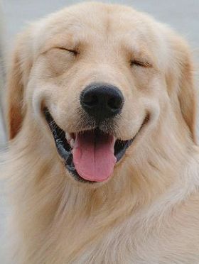 การหัวเราะดังที่สุดของหมามะกัน