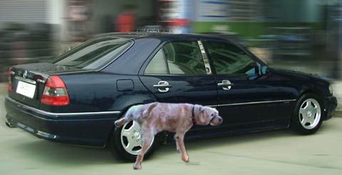 ทำไมสุนัข มักนิยมฉี่ใส่ยางรถยนต์ 