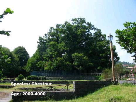 8.Chestnut Tree of One Hundred Horses 