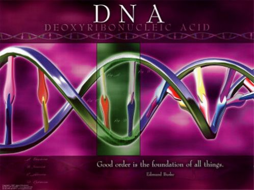 DNA มีผลทางกฎหมายอย่างไร