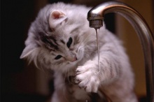 ทำไมแมวไม่ชอบน้ำ