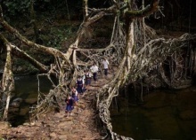 สะพานที่มีชีวิต สิ่งมหัศจรรย์ที่ธรรมชาติสร้างขึ้นในอินเดีย