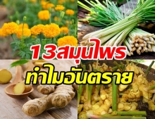 คลายข้อสงสัย 13สมุนไพร ทำไมถึงเป็นวัตถุอันตราย?