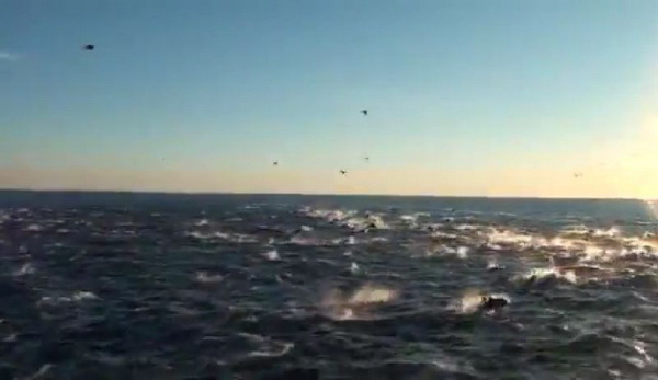 โลมาเหยียบกัน-ฝูงวาฬเกยติ้น สัญชาติญาณส่งคำเตือนอะไรแก่โลก? 