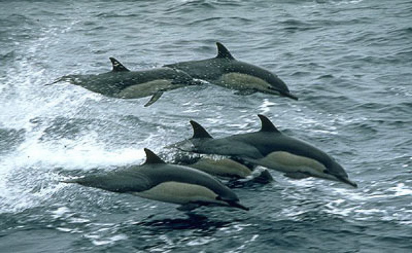 โลมาเหยียบกัน-ฝูงวาฬเกยติ้น สัญชาติญาณส่งคำเตือนอะไรแก่โลก? 