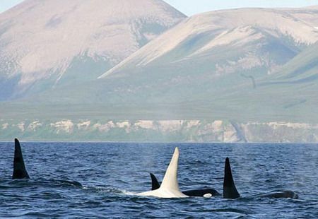 พบ วาฬเพชฌฆาตเผือก ตัวแรกในโลก