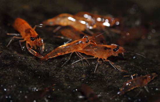 กุ้งเดินขบวน Unseen in Thailand มหัศจรรย์ธรรมชาติ อ.น้ำยืน