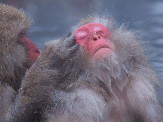 ตื่นตาลิงแช่น้ำร้อนที่อุทยานลิงภูเขาจิโคกุดานิ