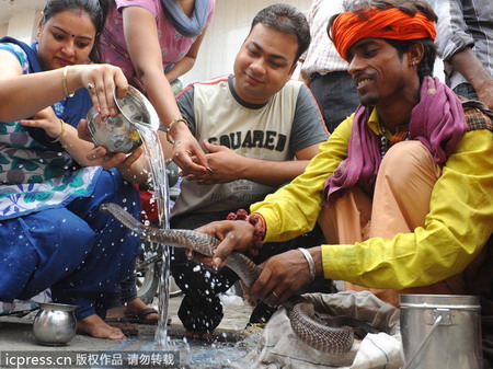 เทศกาลบูชางู อาบน้ำนม ในประเทศอินเดีย