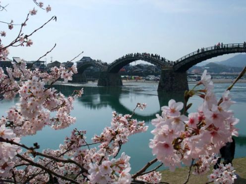 เสน่ห์ดอกซากุระบานที่ สะพานคินไตเคียว
