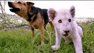 สวนสัตว์ออสเตรเลียเปิดตัวคู่หูต่างสายพันธุ์สุนัขและลูกสิงโตขาว