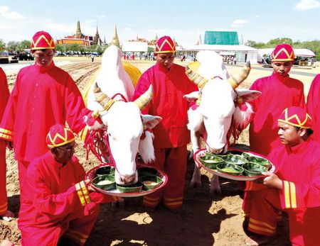 พระโคกินข้าวโพด-หญ้าวันพืชมงคล