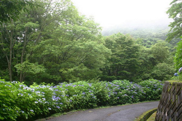 ดอกไฮเดรนเยียบานที่สวนนูกาตะ