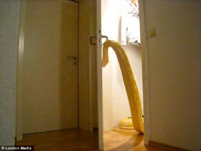อึ้ง งูหลามยักษ์เปิดประตูเองได้ เจ้าของต้อง′ล็อคห้อง′หวั่นเยี่ยมเพื่อนบ้าน