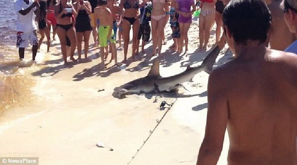 ฮือฮา ฉลามหัวค้อนออกลูกบนชายฝั่งทะเล ผู้คนสุดตื่นเต้น