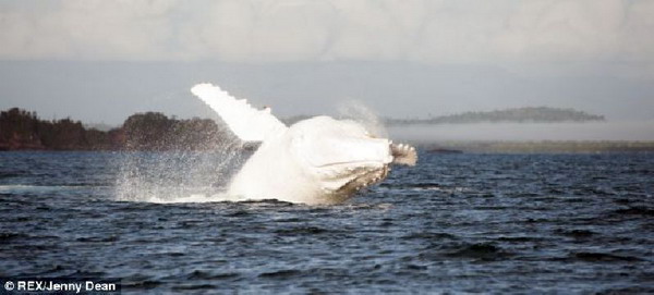 สุดทึ่ง ช่างภาพบันทึกภาพวาฬหลังค่อมขาวล้วนสุดหายาก โผล่เหนือทะเลออสเตรเลีย