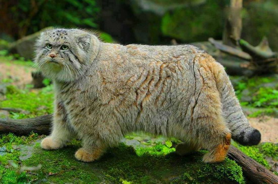 Pallas Cat พัลลัส แมวขนหนานุ่มที่สุดในโลก 