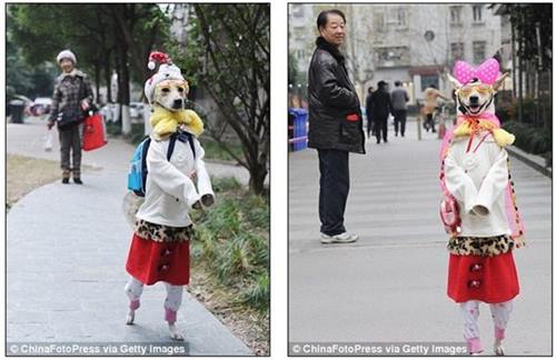 เทรนด์พิสดาร! จีนฝึกสุนัขเดินสองขา แต่งตัวไฮโซ!