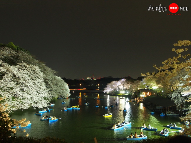 Tokyo: ซากุระกลางคืนที่สวน Chidorigafuchi