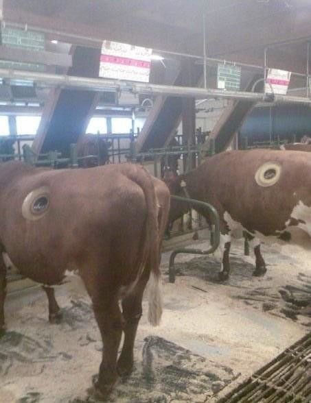  ทำไมวัวทุกตัวของฟาร์มแห่งนี้ ถึงมีรู? เหตุผลน่าทึ่งมาก!