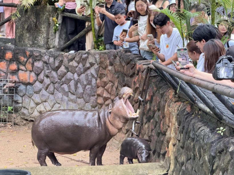 เรื่องนี้มีเหตุผลทางวิทยาศาสตร์ ว่าทำไมเราจึงถูก หมูเด้ง ตกเข้าด้อม