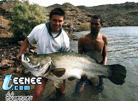 อันดับที่ 9ปลา กะพงแม่น้ำไนล์  หรือ Nile Perchถิ่นอาศัย ลุ่มแม่น้ำไนล์ขนาดเมื่อโตเต็มวัย ประมาณ 200ซม.   น้ำหนัก 200กก.