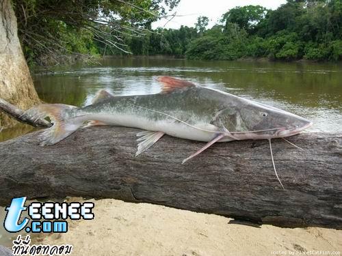 อันดับที่ 8 ปลา พิไรบ้า ถิ่นอาศัย ลุ่มแม่น้ำอเมซอน และใกล้เคียง ขนาดเมื่อโตเต็มวัย ประมาณ 360ซม.   น้ำหนัก 200กก.