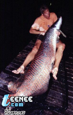 อันดับที่ 7 ปลา อราไพมา หรือ ปลาช่อนอเมซอน หรือที่คนพื้นเมืองเรียกว่า Pirarucu ขนาดเมื่อโตเต็มวัย ประมาณ 450ซม.   น้ำหนัก ประมาณ 200กก