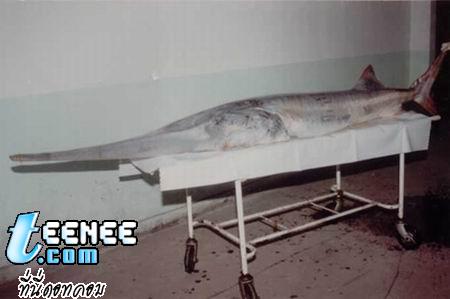 อันดับที่ 2 ปลา ฉลามปากเป็นจีน Chinese paddlefish ขนาดเมื่อโตเต็มวัย ประมาณ 700ซม.   น้ำหนัก ประมาณ300กก.(สูญพันธุ์ไปแล้ว)