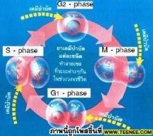 อาการข้างเคียงการใช้เคมีบำบัดรักษามะเร็ง