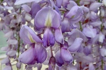 วิสทีเรีย (Wisteria) หนึ่งในเจ็ดต้นไม้มหัศจรรย์ของโลก