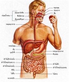 ระบบย่อยอาหารของมนุษย์
