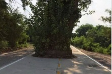 ฮือฮา! ต้นไม้โผล่กลางถนน ชาวเน็ตสงสัยสร้างเพื่อ?!