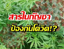 จริงหรือไม่!? สารในกัญชา ช่วยป้องกันการติดโควิด-19